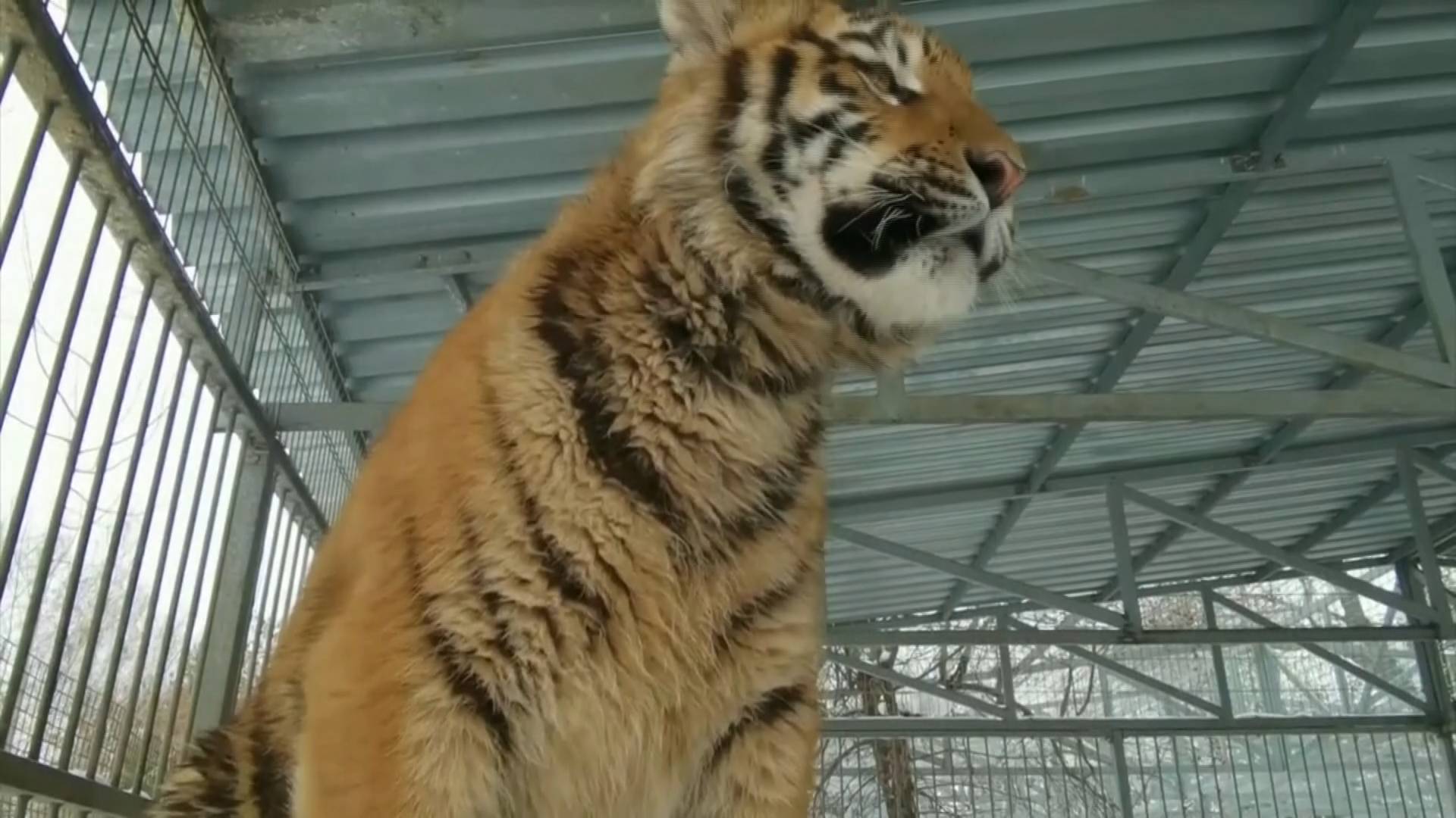 33秒小猫咪能有什么坏心思彪高音只是想跟东北虎兄弟姐妹争宠