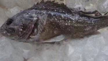 34秒丨照片曝光！日本福岛海域发现放射性物质超标海鱼