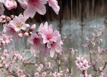 48秒丨威海：溫室大棚桃花開 春色滿園惹人愛