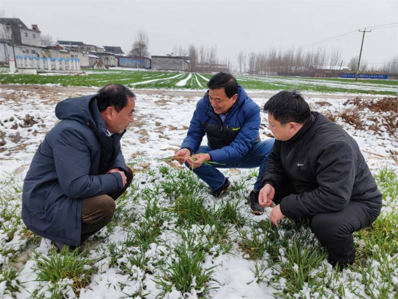 春雪解了小麦“渴” 曲阜农技专家基层指导雪后麦田管理
