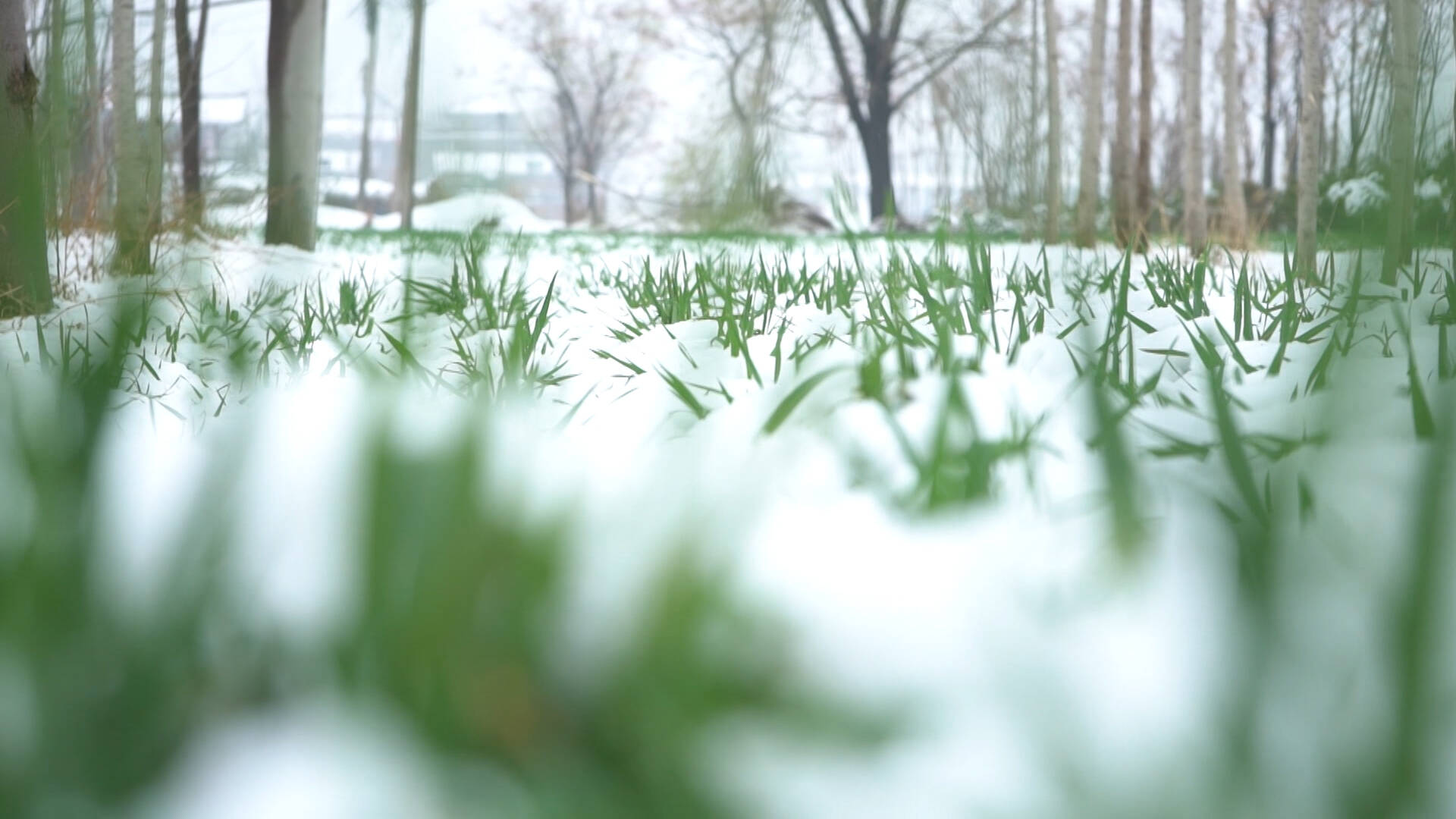 春雪赛如金！山东本轮降雨降雪有效缓解小麦旱情