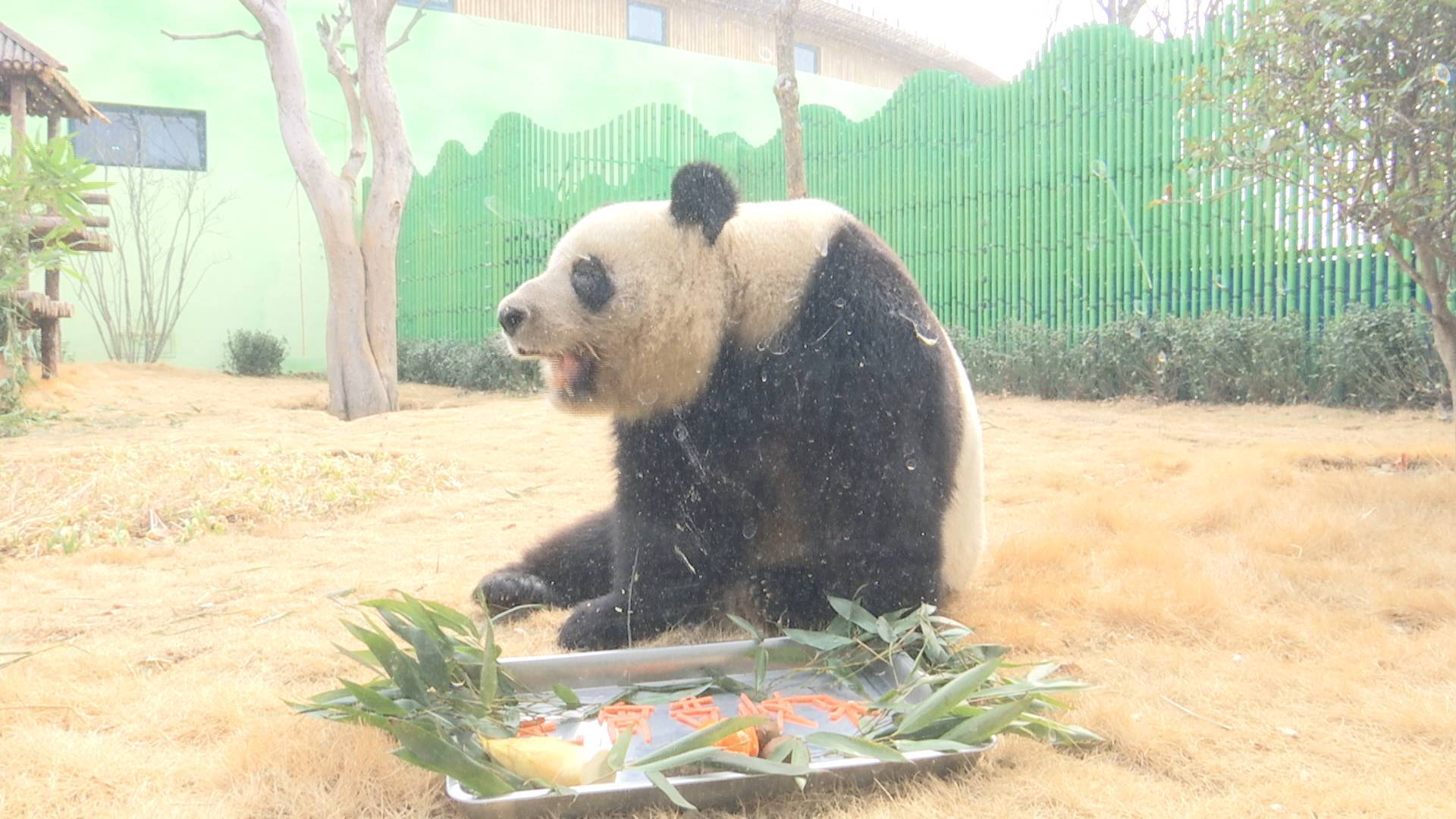 元宵节北方吃元宵南方吃汤圆，那么大熊猫吃什么？闪电新闻记者为你揭秘