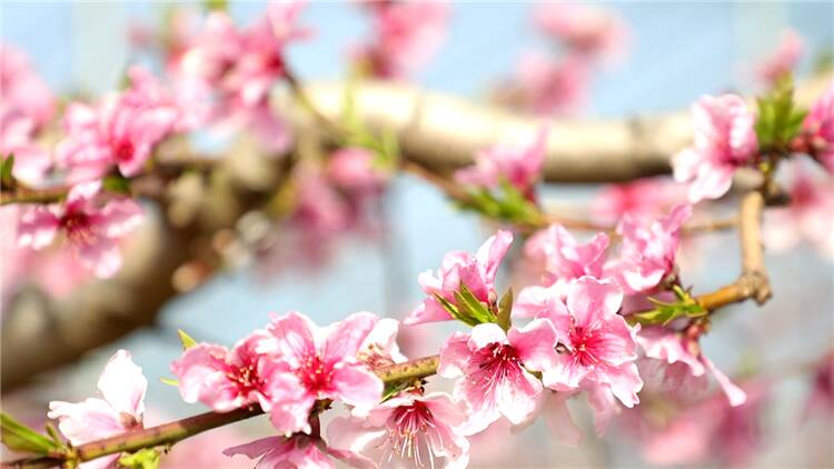 112秒｜东营大棚果树进入盛花期红粉簇簇娇颜美丽 数万蜜蜂授粉现场壮观