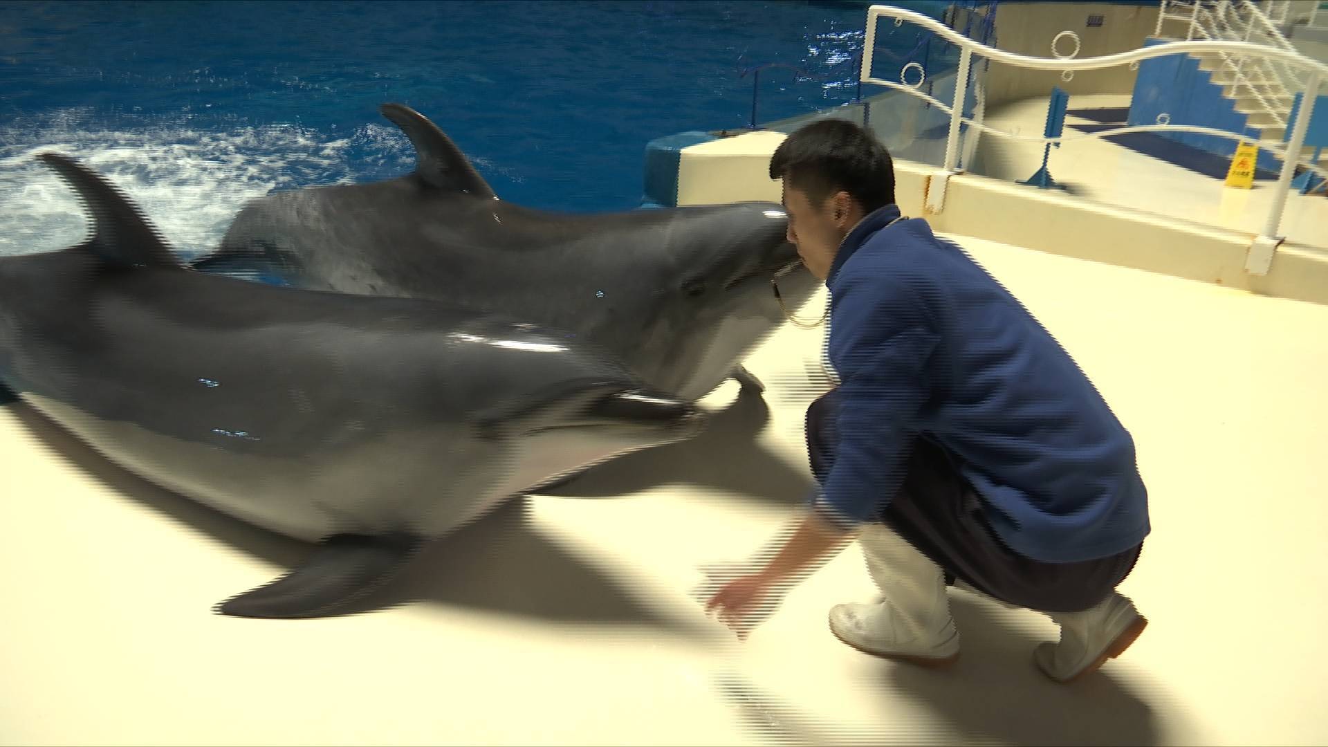 64秒｜跟着专业饲养员学习和海豚“握手” 竟然学出了“买家秀”