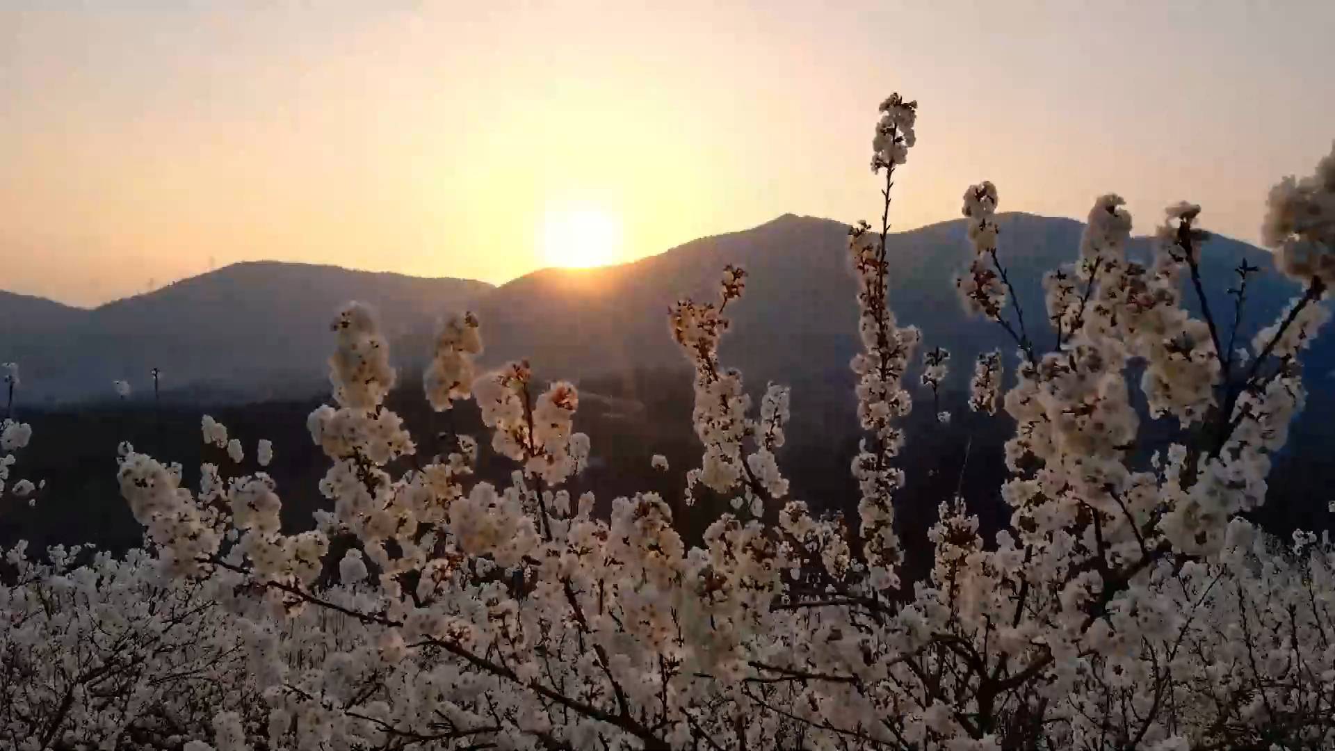 51秒丨春風正暖！湖北南漳櫻桃花發(fā)向陽枝