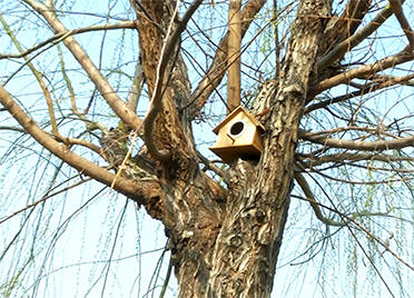 47秒 | 德州禹城：“爱心鸟屋” 安装上树 营造鸟儿温馨家园