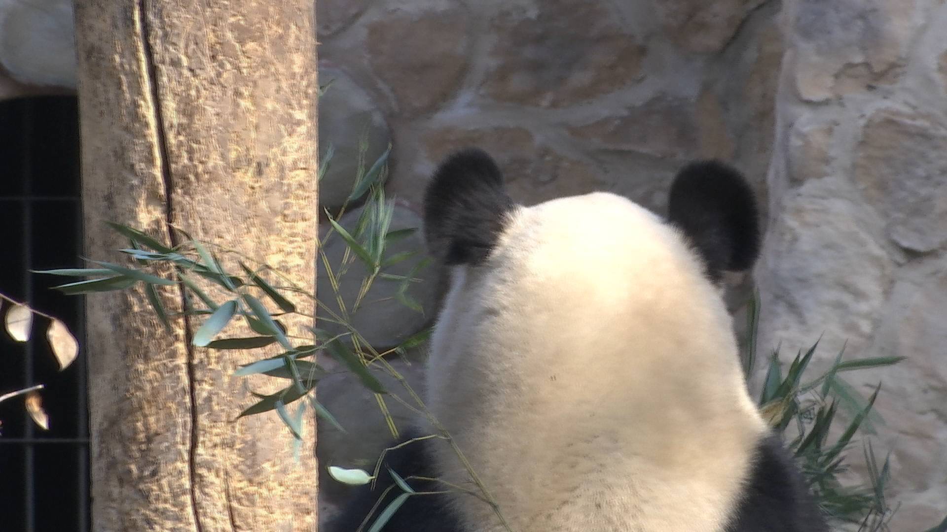 行行出状元 | 熊猫“铲屎官”张锋：把大熊猫当孩子养 它快乐我就快乐
