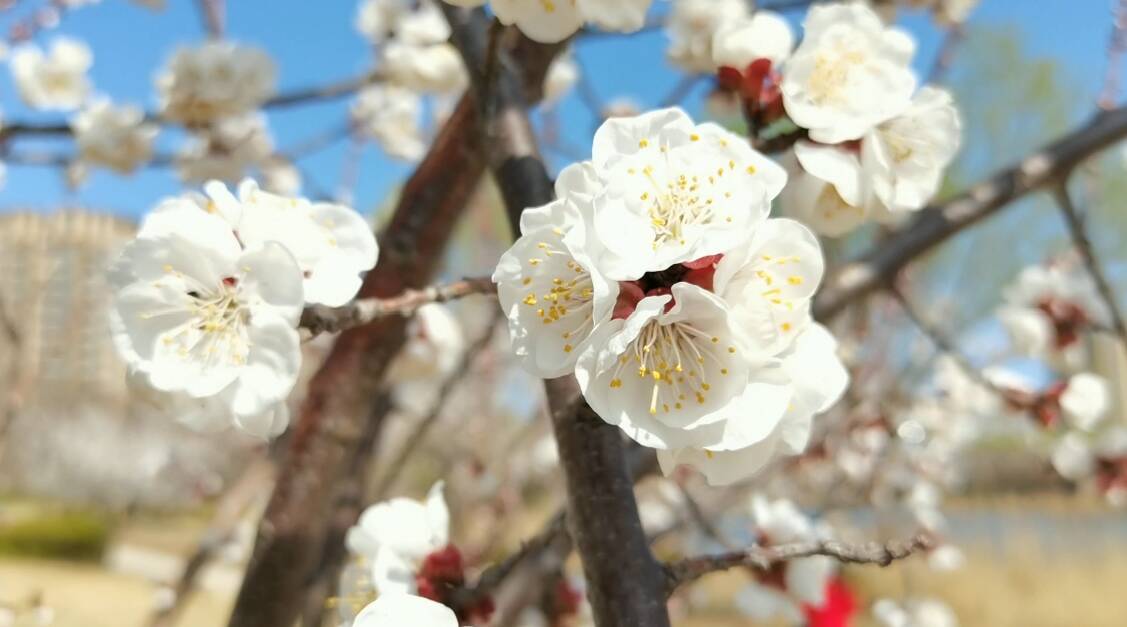 42秒丨阳春三月春和日暖 金乡杏花绽放美不胜收