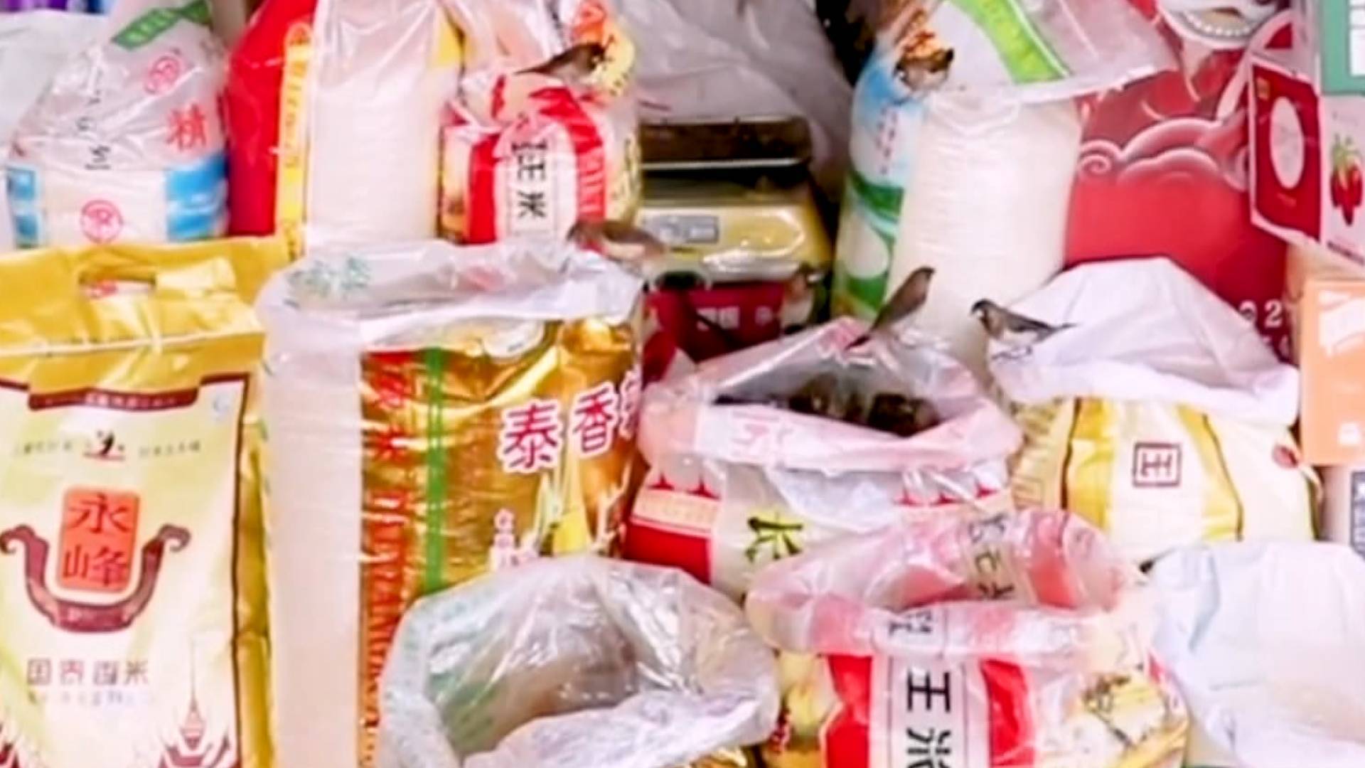 43秒丨贵州一米店每天上百只小鸟偷大米吃 店主从不驱赶：生态好比什么都强