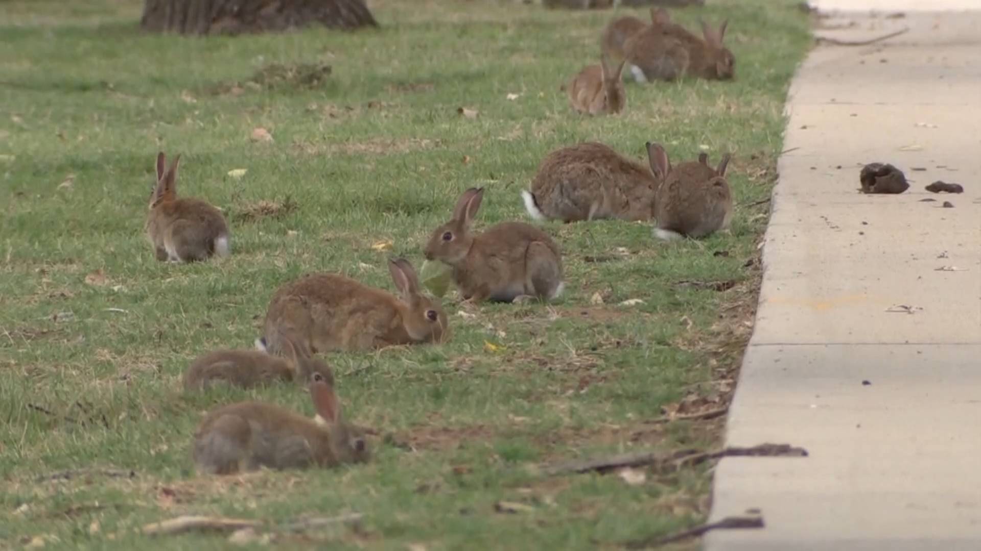 澳大利亚兔子曾超过100亿只，军方无奈还出动了轰炸机来消灭|野兔|澳大利亚|轰炸机_新浪新闻