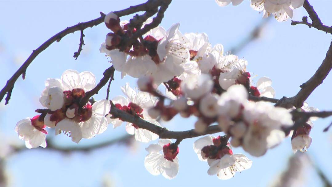 40秒丨滨州邹平：红杏花开满枝头 正是赏花好时节