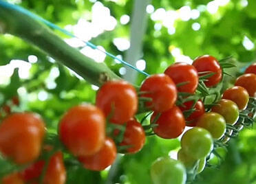 央视聚焦德州临邑智慧农业大棚里的高科技：番茄植株16米长、传感器上千个