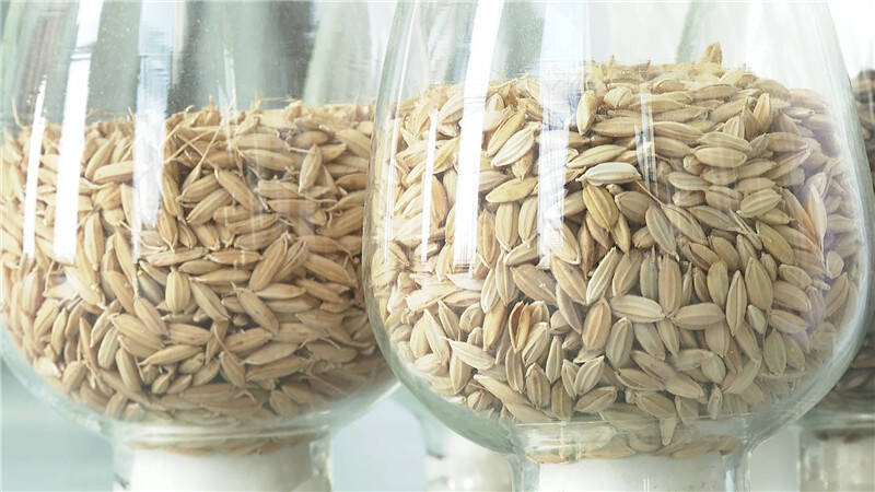 114秒｜选种备播忙 海水稻今年扩种百万亩