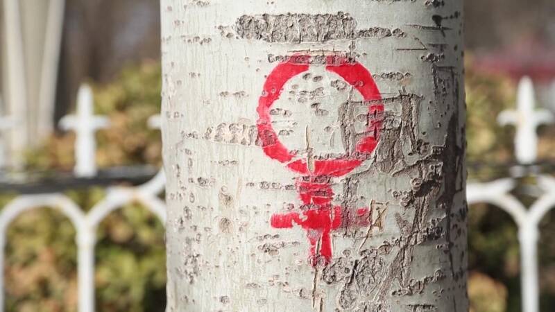 67秒丨德州：杨树身上为何画“男女”符号？原来是为了治理飘飞的杨絮