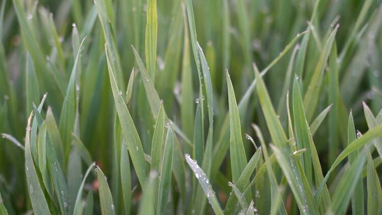 春雨贵如油！山东多地迎来降雨 小麦进入返青期需加强病虫害防治
