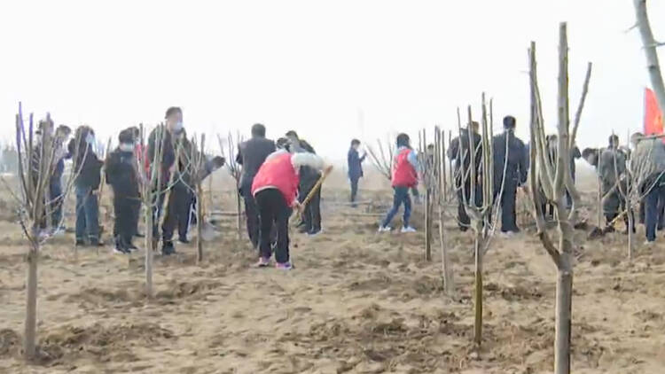 43秒丨800余株海棠树苗整齐排列 滨州阳信县志愿者们携手植树添新绿