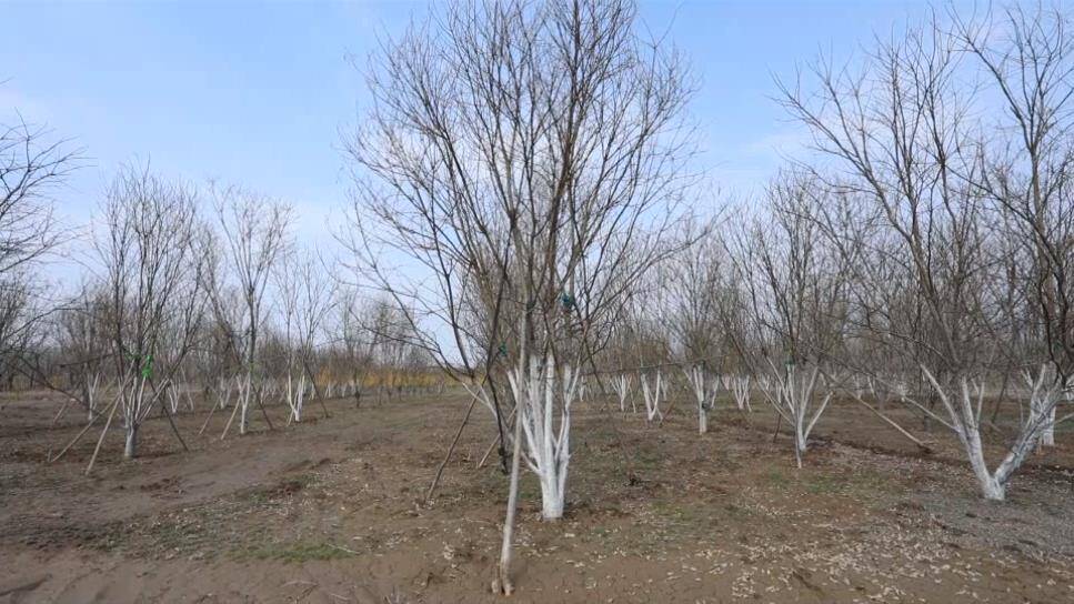 47秒丨滨州阳信：垃圾树变废为宝 低效林升级改造