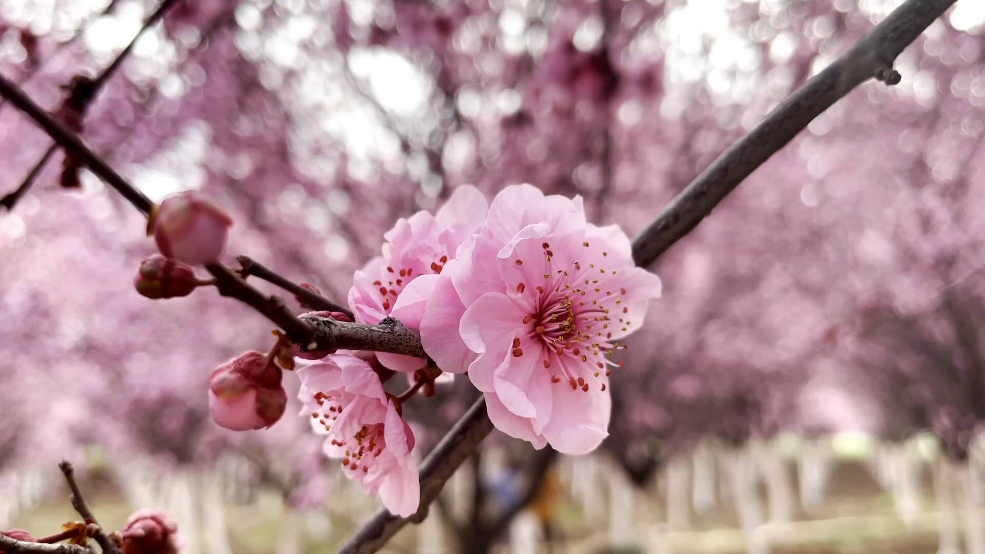 49秒丨陕西汉中美人梅进入花期竞相绽放万枝丹彩