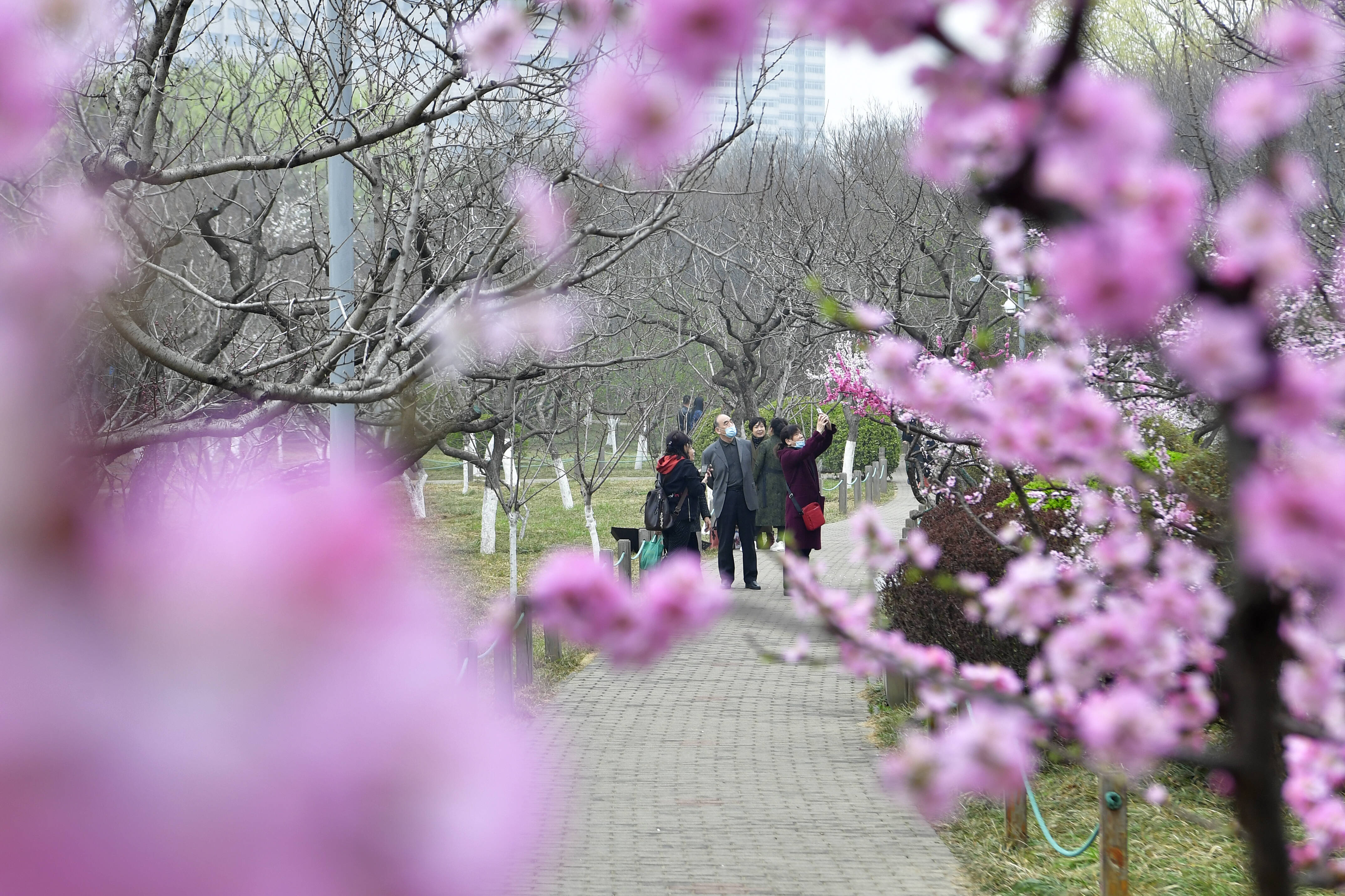 组图｜走在春天里，一起来看济南的 “花花世界”