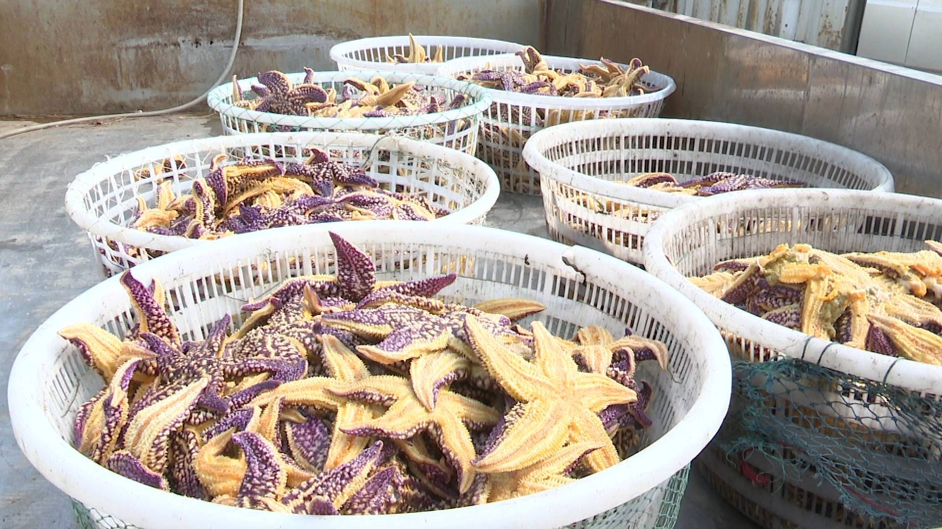 青岛海星事件最新进展：已允许临时使用地笼 海星日增捕捞量10万斤 养殖户：预计还需十几天
