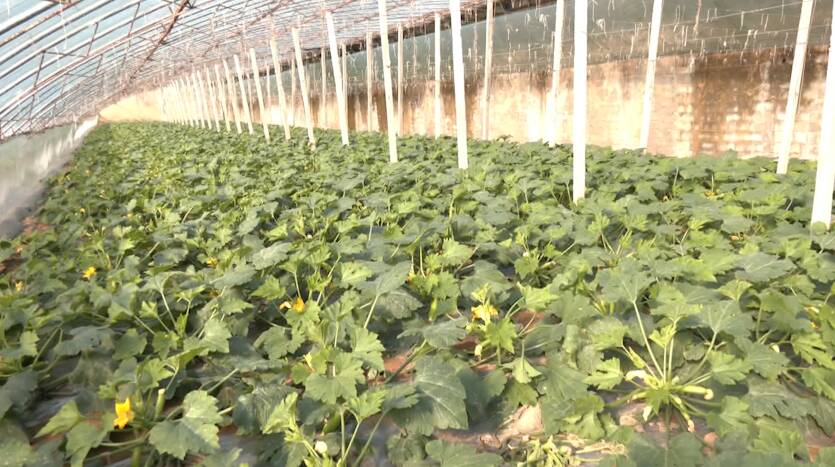 26秒丨日照黄墩镇：发展248亩大棚蔬菜  增加农民收入