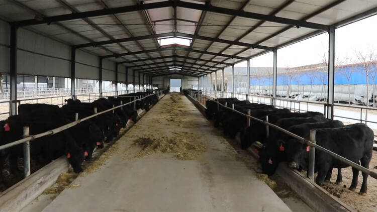 53秒丨滨州阳信县总投资9亿元的鲁蒙黑牛品系繁育项目启动