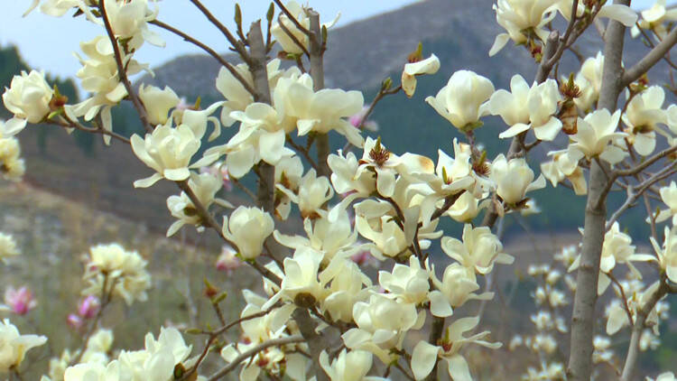 35秒｜踏青 赏花 看瀑布 潍坊临朐这个地方春意盎然