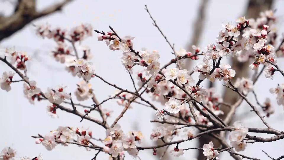 66秒 | 青州百亩杏花盛开 千枝万朵迎春来