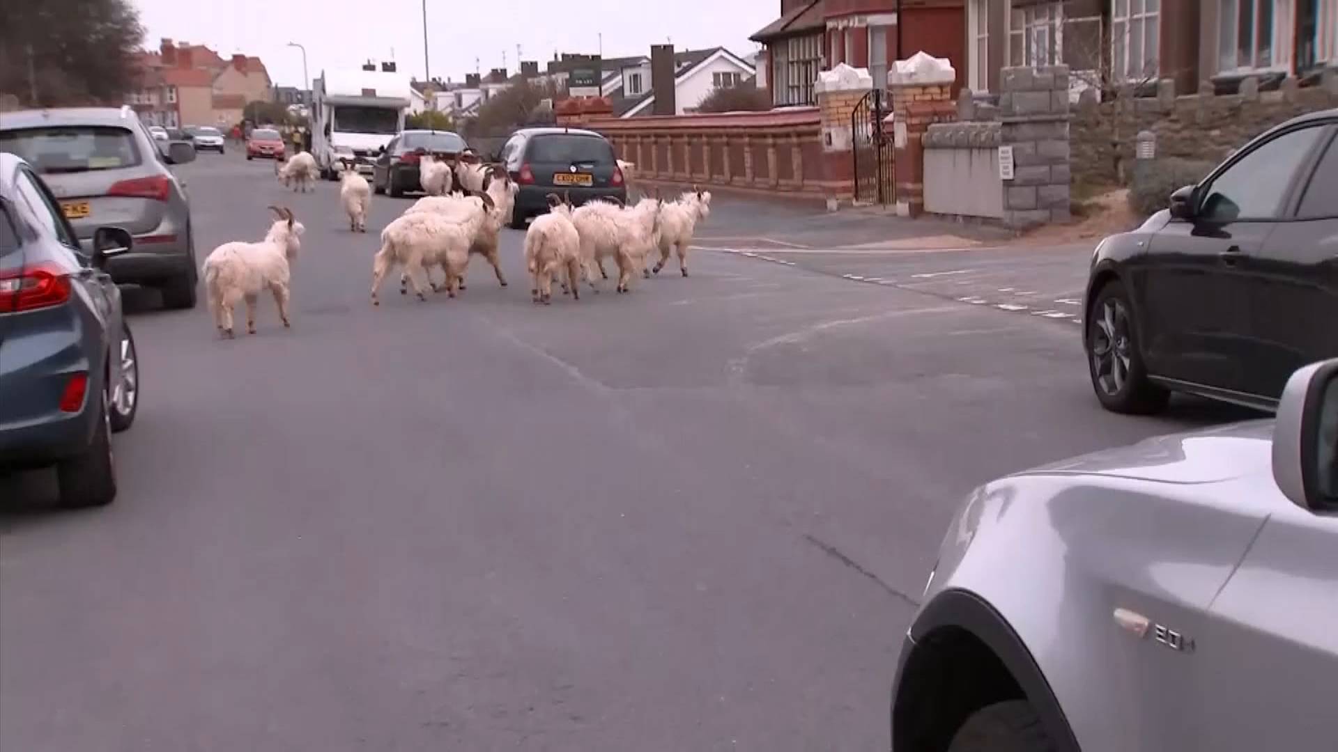 51秒｜疫情期间人类活动减少 英国威尔士山羊占领街道