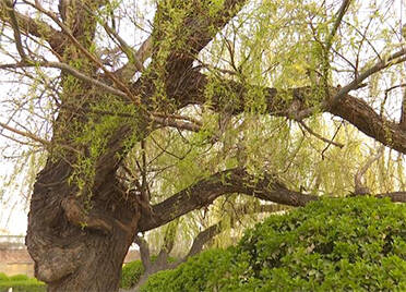 55秒｜德州齐河：老树虬枝发新芽点染春意 见证城市生态环境发展改善