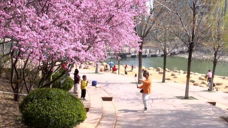 87秒｜姹紫嫣红春满园！潍坊人民公园变身“花的海洋”