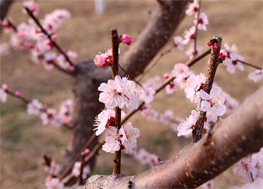 44秒｜德州武城：百亩杏花竞相开放 让人如至仙境