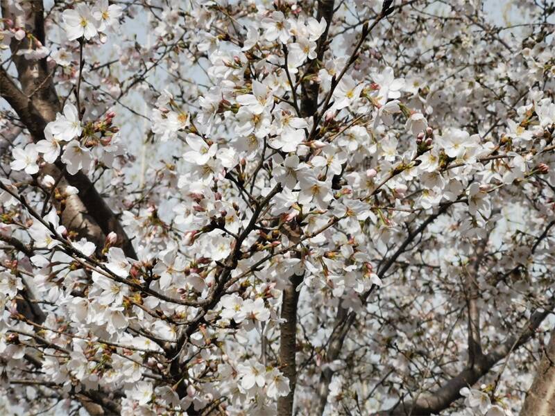 三月春光好樱花盛开时！曲阜尼山镇千亩樱花盛开风景迷人