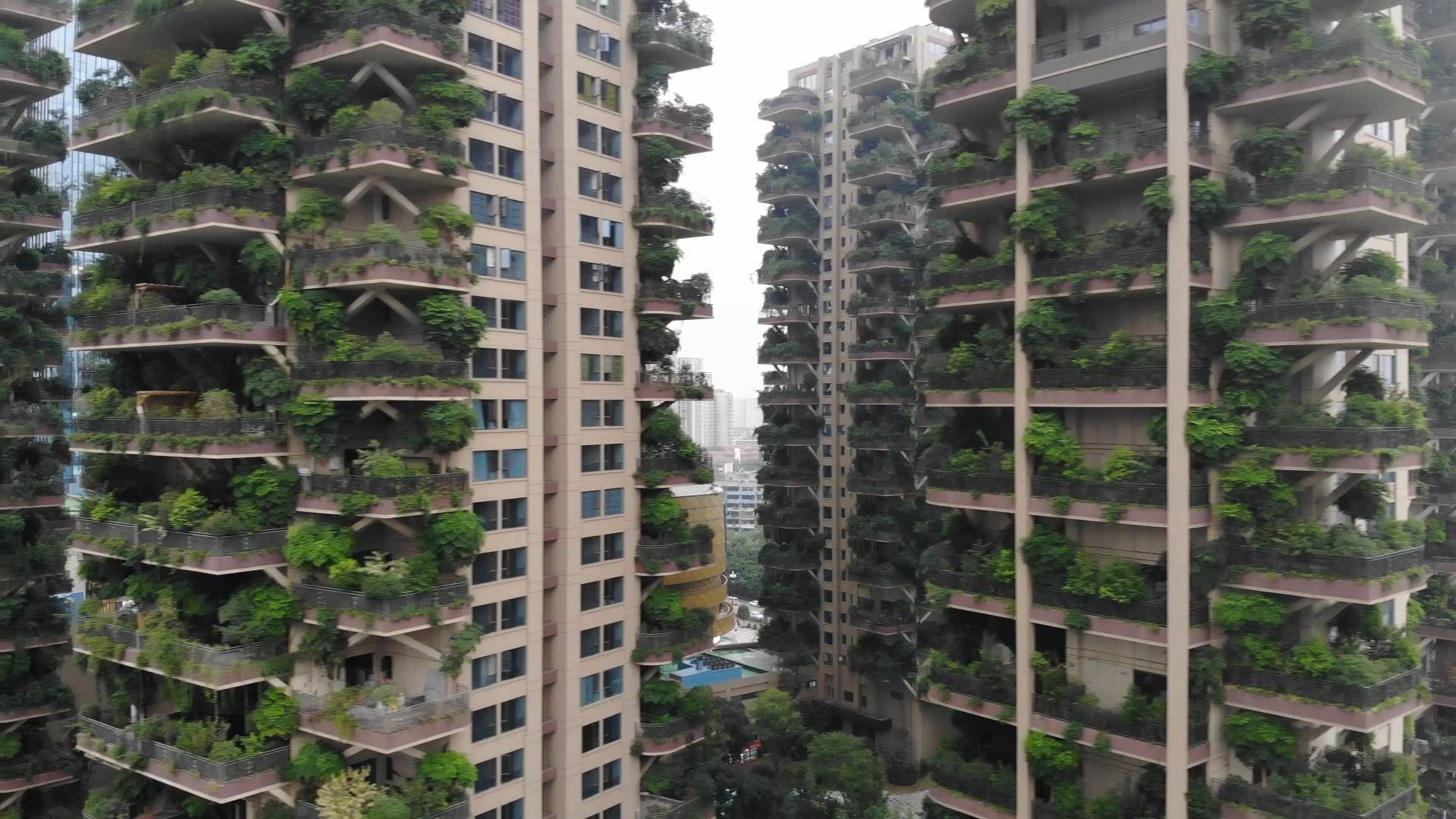 47秒阳台成了花园四川垂直森林住宅20种植物三面环景