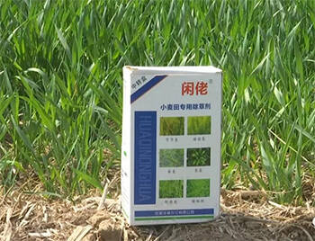 德州德城区：拔节期小麦枯萎焦黄 村民疑用了一种除草剂