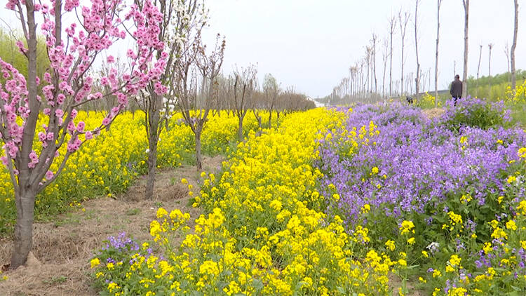 51秒德州齐河城郊大片油菜花开徜徉花海迷醉深春芬芳
