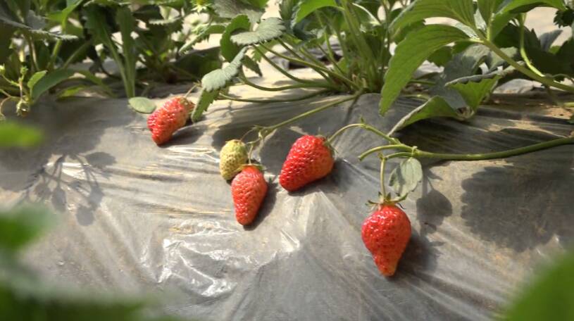 39秒｜“莓”好时光约起来！枣庄高新区草莓采摘正当时