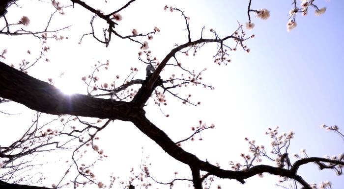 56秒丨河两岸绿柳轻拂 杏花梨花齐开放 来看济南钢城最美之春！