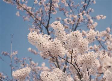 21秒丨花繁艳丽 满树烂漫！威海植物园里樱花正盛开