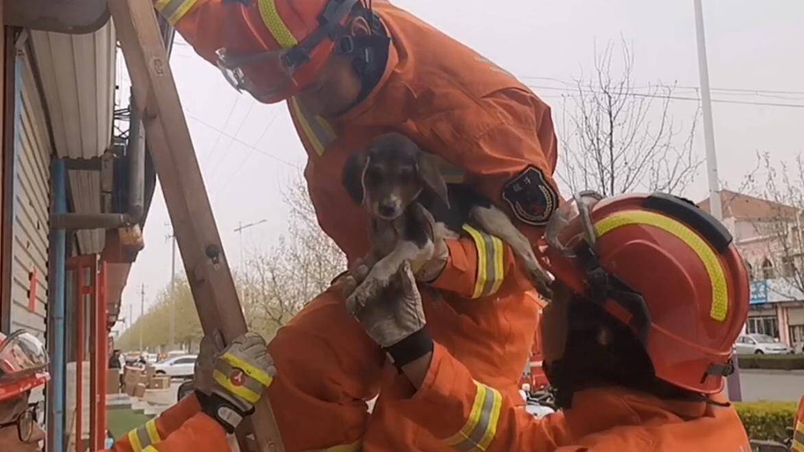 32秒｜滨州一小狗被困水槽 消防“暖心”救助