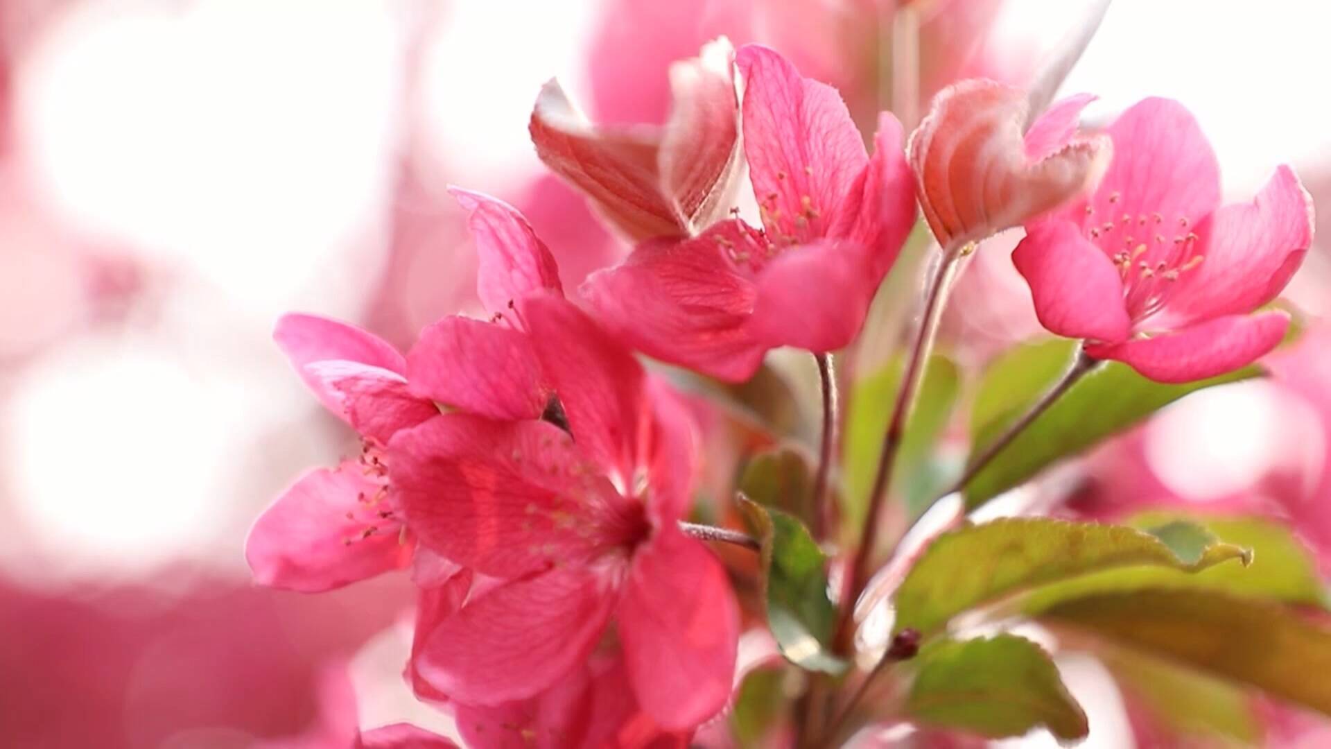 66秒丨来打卡啦！济南钢城正迎花开时，近千亩海棠花开映春光！