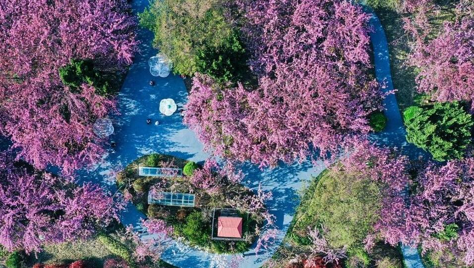 34秒｜日照东港区樱花园进入盛花期 粉色花海魅力无限
