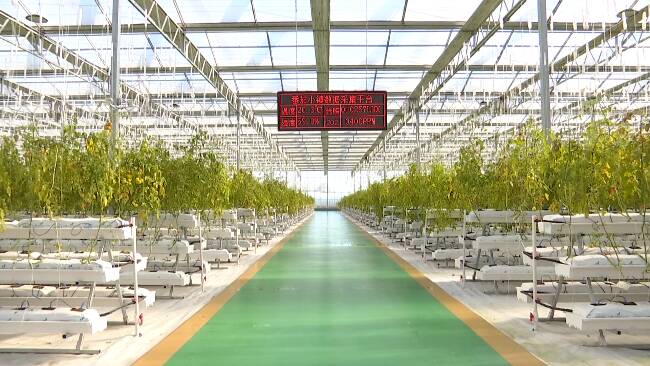 72秒丨每年繁育蔬菜种苗逾17亿株！科技赋予“寿光模式”新内涵