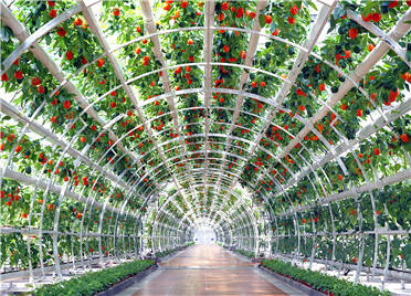 第二十二届中国（寿光）国际蔬菜科技博览会游客参观须知