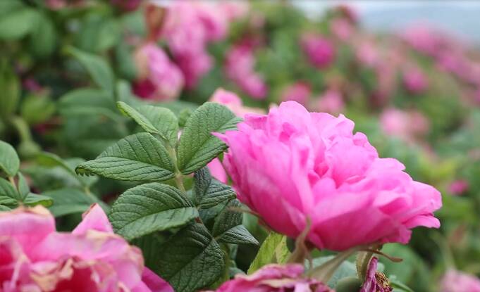 玫瑰增选为济南市市花 50万株玫瑰将入城