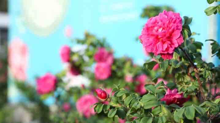 玫瑰是这样增选为济南市市花的！