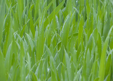 90秒｜山东大范围降雨改善土壤墒情，冬小麦需预防蚜虫、赤霉病等病虫害