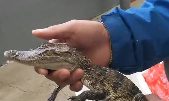 65秒｜德州齐河：民警收到奇怪包裹 打开一看竟是一条泰国鳄