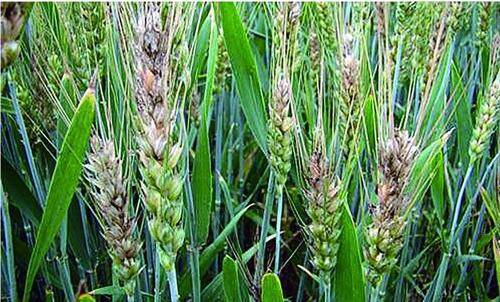 潍坊迎来“连雨天” 广大种植户应这样防治小麦赤霉病