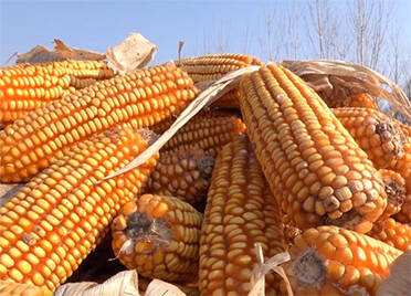 58秒 ｜全国玉米提质增产跨界融合峰会在德州举行